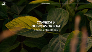 Conheça 6 doenças da soja e como enfrentá-las!