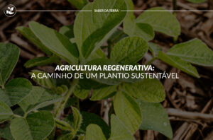 Agricultura Regenerativa: a caminho de um plantio sustentável