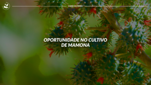 Oportunidade no cultivo da mamona