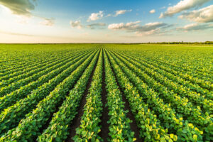 Controle de plantas daninhas na fase inicial do plantio da soja é essencial para obter a esperada produção por hectare