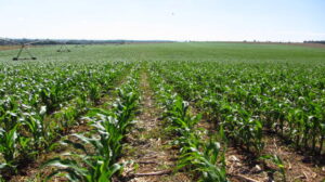 Doenças foliares podem comprometer a produtividade do milho em todas as etapas do cultivo