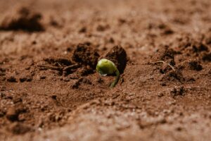ORÍGEO firma acordo com Seedcorp HO e terá exclusividade sobre vendas de sementes de soja da Ellas Genética