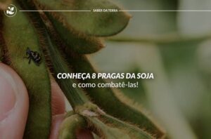 Conheça 8 pragas da soja e como combatê-las!