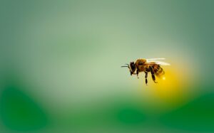 REVISTA SÃO ROQUE: Agricultura regenerativa: uma estratégia para proteger as abelhas e garantir o futuro da Terra