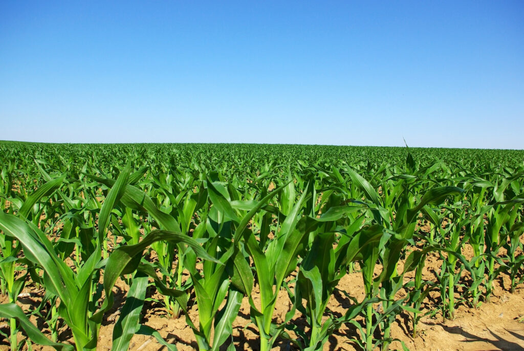 MT, RO e MATOPIBAPA acompanham tendência nacional de boa produtividade do milho, aponta CONAB