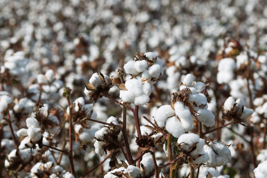 Mato Grosso: boas perspectivas para a colheita, apesar de desafios climáticos e aumento da infestação de pragas