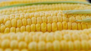 AGROLINK: Falta de chuvas pode reduzir produtividade do milho