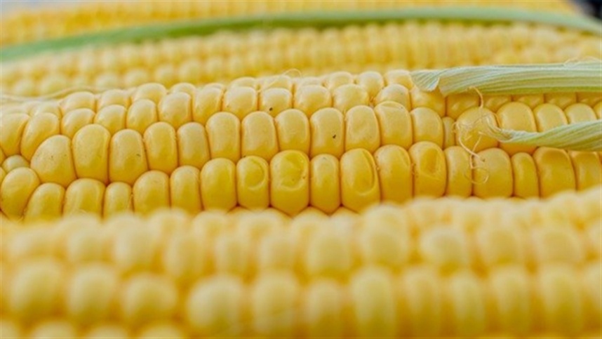 AGROLINK: Falta de chuvas pode reduzir produtividade do milho