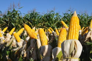 Maranhão: milho e soja representam 90% da agricultura estadual e expectativa é positiva para próximas safras