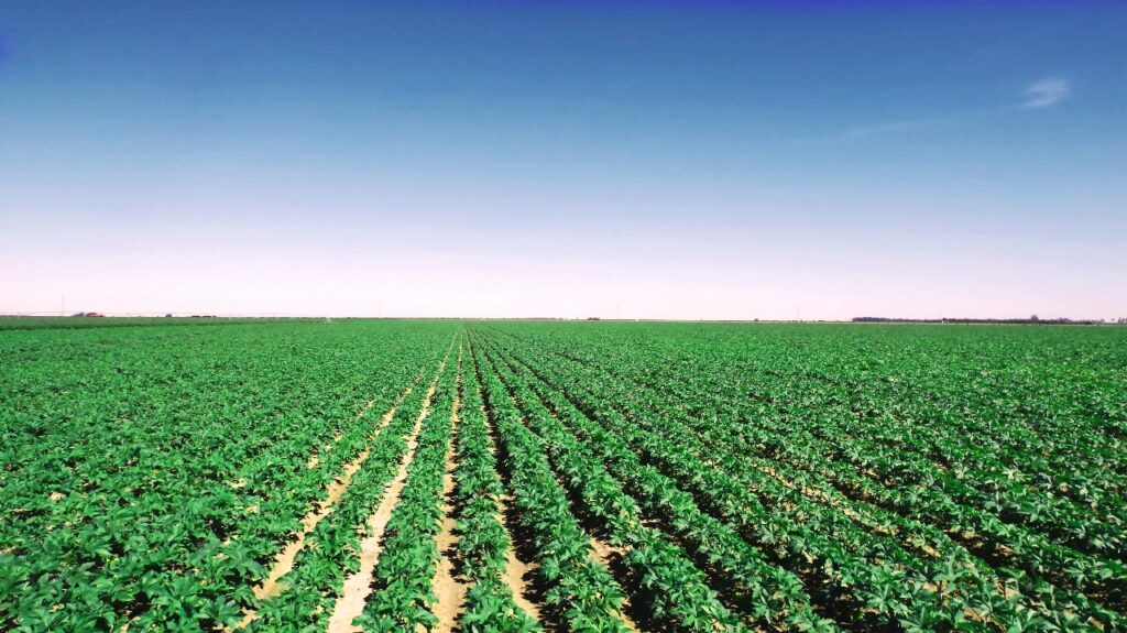 ORÍGEO na imprensa: Dia do Agricultor celebra quem cultiva o futuro