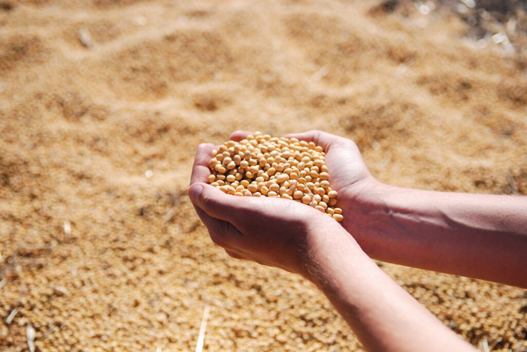 ORÍGEO em pauta: tratamento de sementes garante proteção e produtividade no campo