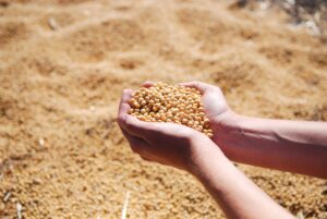 ORÍGEO em pauta: tratamento de sementes garante proteção e produtividade no campo