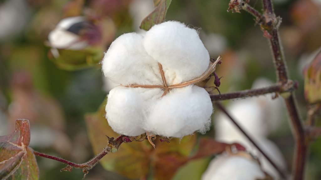 Close em capulhos abertos, com fibra bem formada.