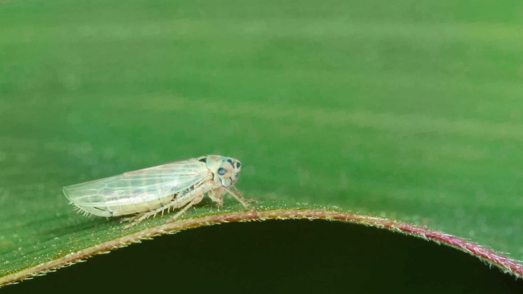 Os enfezamentos do milho estão associados à transmissão de molicutes pela cigarrinha-do-milho, que infecta as plantas ainda nos estágios iniciais de desenvolvimento.