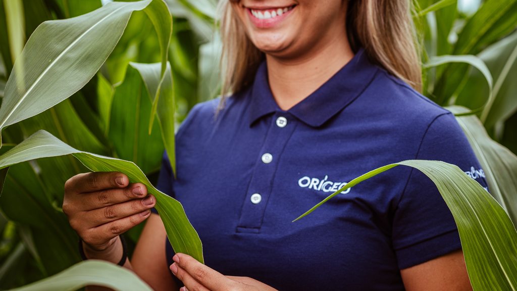 A ORÍGEO traz estratégia para o agricultor se preparar contra a lagarta-do-cartucho