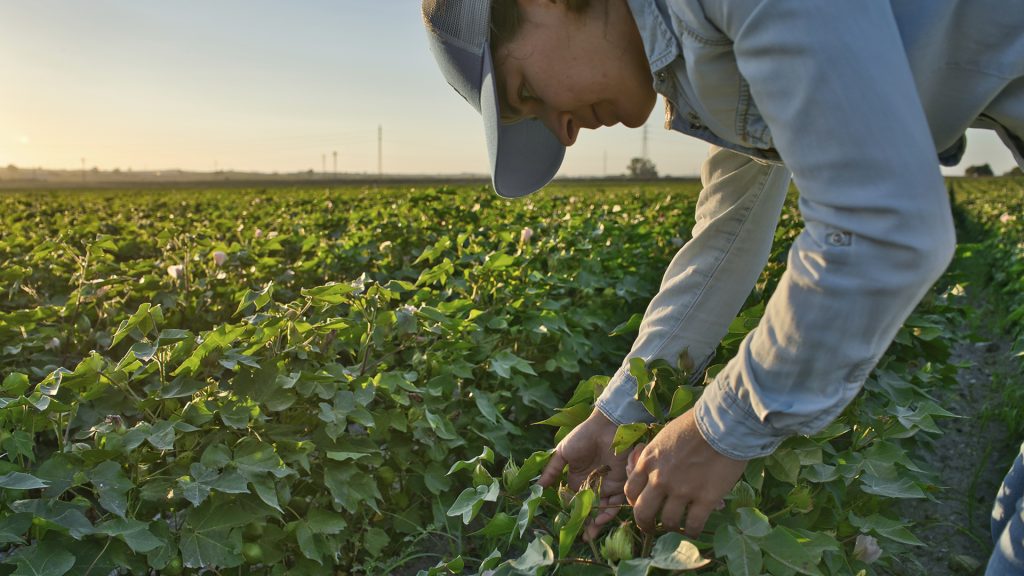 Monitoramento próximo reduz riscos relacionados a pragas e doenças em períodos de maior umidade.