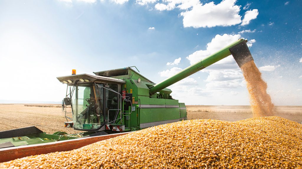 Milho se destaca ao integrar produção de grãos e geração de energia.