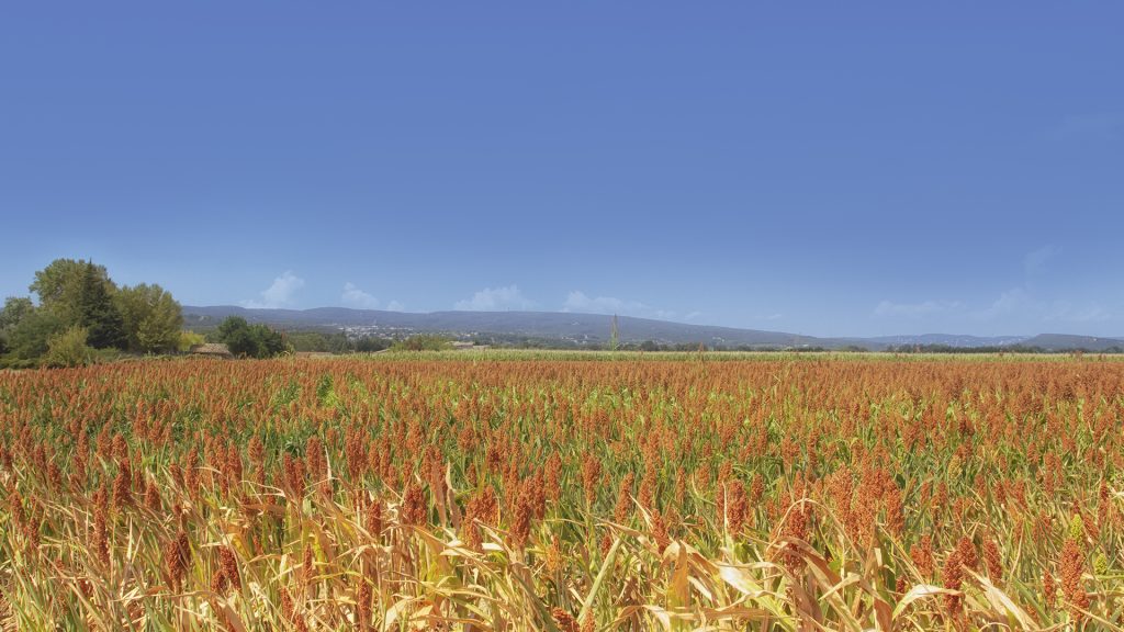 Área de sorgo pode alcançar 1,7 milhão de hectares na safra 2025/26, segundo a Conab.