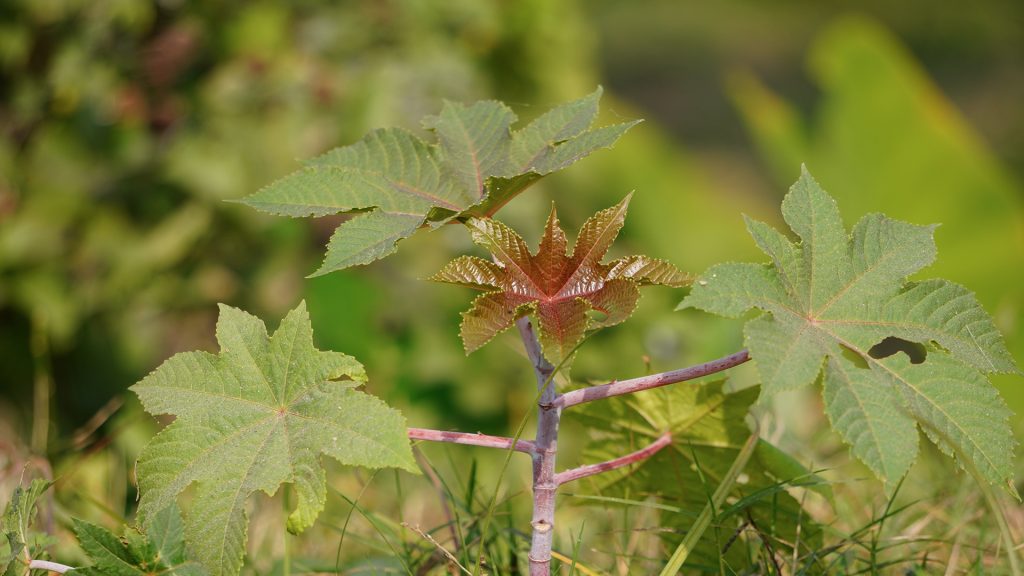 A mamona contribui para sistemas produtivos mais resilientes e alinhados à agricultura regenerativa. 