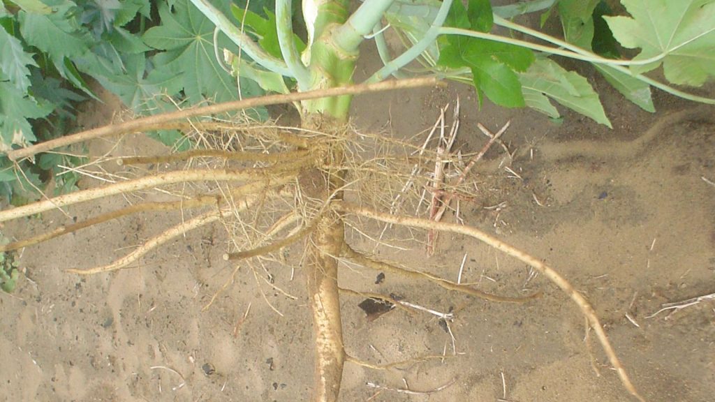 O sistema radicular profundo da mamona contribui para a descompactação do solo e melhor aproveitamento de nutrientes.